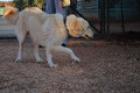 Boba Herdenschutzhund -Mix weiblich geb. ca. 5/2011 ca. 60 cm ca. 28 kg